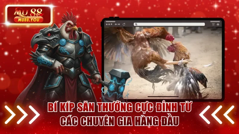 Bí kíp săn thưởng cực đỉnh từ các chuyên gia hàng đầu