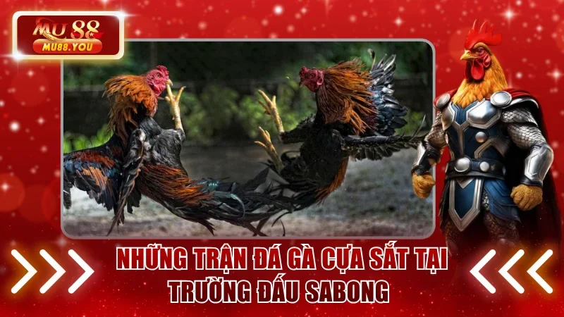 Những trận đá gà cựa sắt tại trường đấu Sabong 